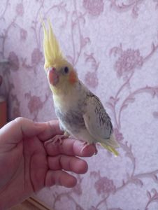 Продам птенцов карелл