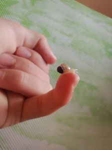 Новонароджені малюки ахатини