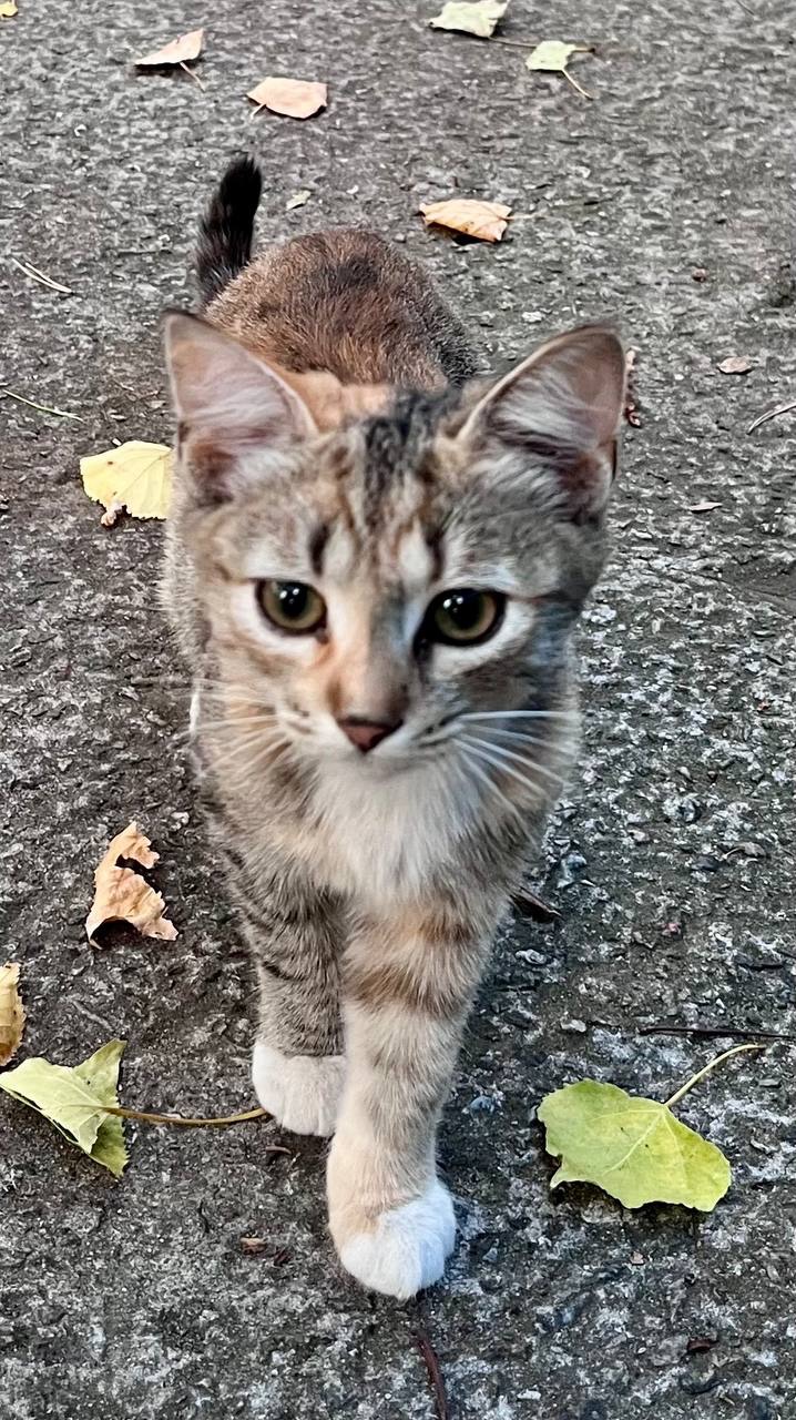 Кошенята
