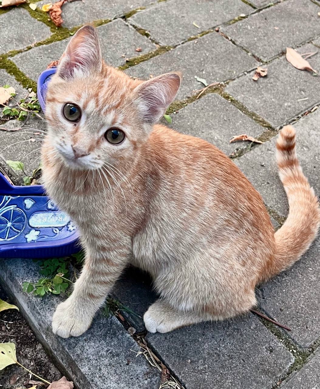 Кошенята