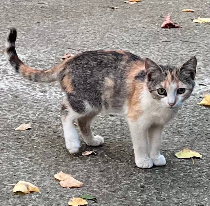 Кошенята