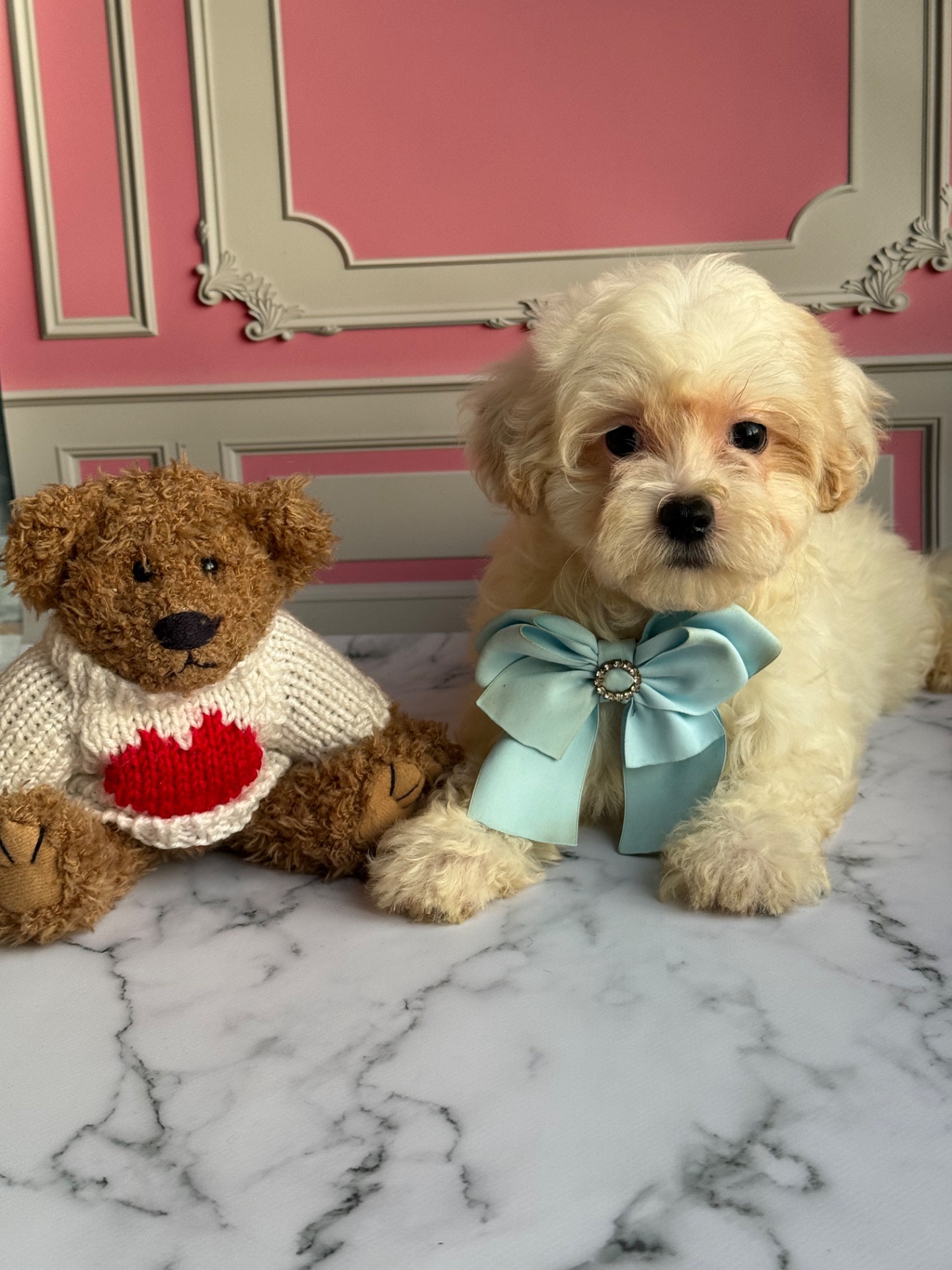 Мальтіпу чарівний хлопчик