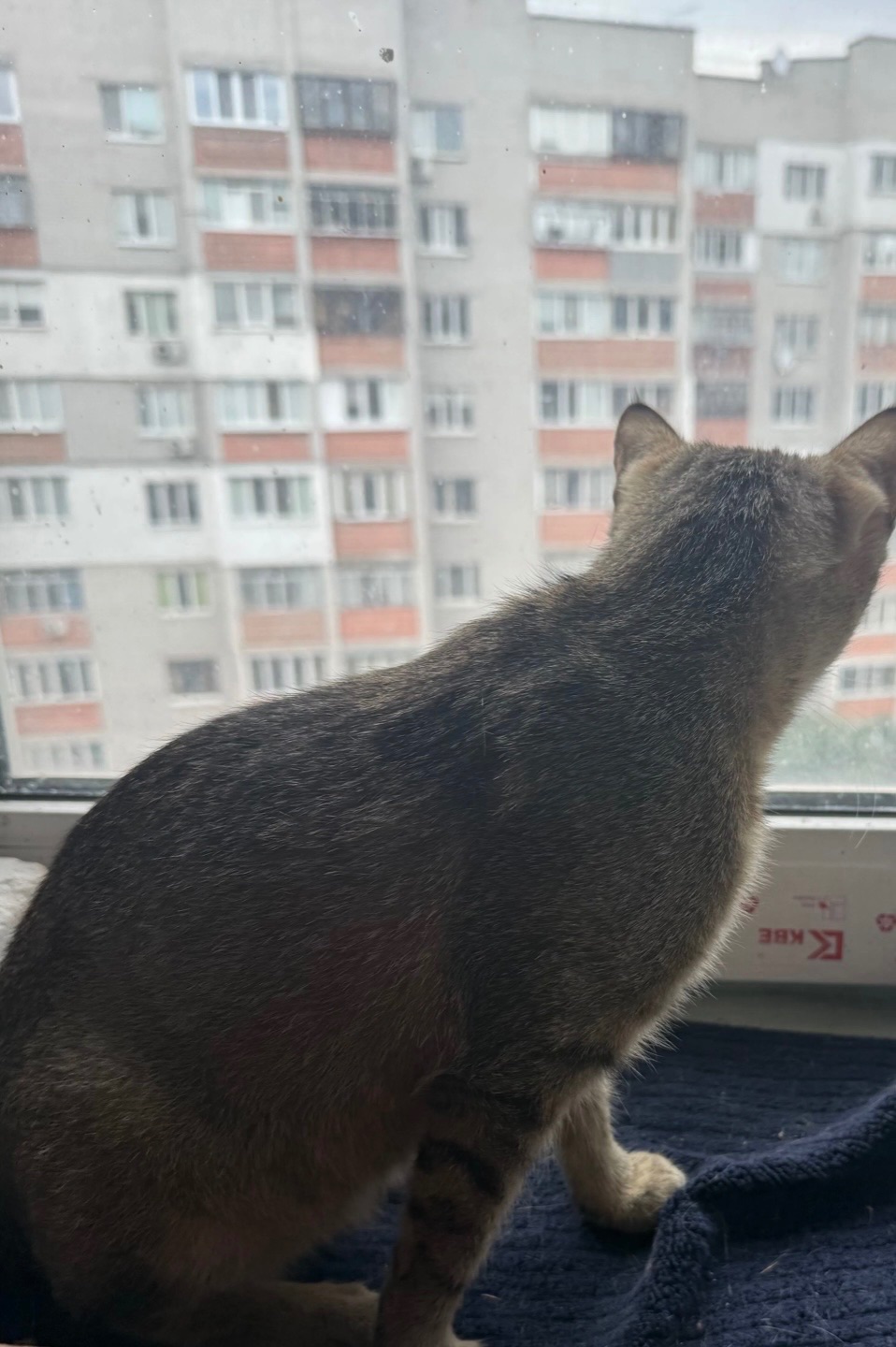 Отдам кошечку в добрые руки
