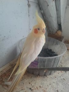 Корела самка