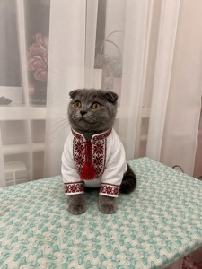 Кошенята скотіш фолд та скотіш страйт