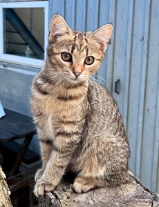 Кошенята