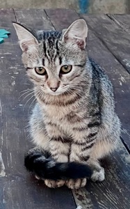 Кошенята