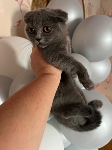 Кошенята скотіш фолд та скотіш страйт