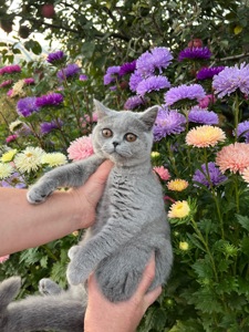 Кошенята скотіш фолд та скотіш страйт