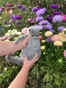 Кошенята скотіш фолд та скотіш страйт