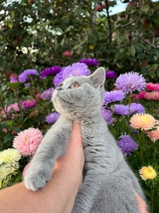 Кошенята скотіш фолд та скотіш страйт