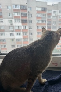 Отдам кошечку в добрые руки