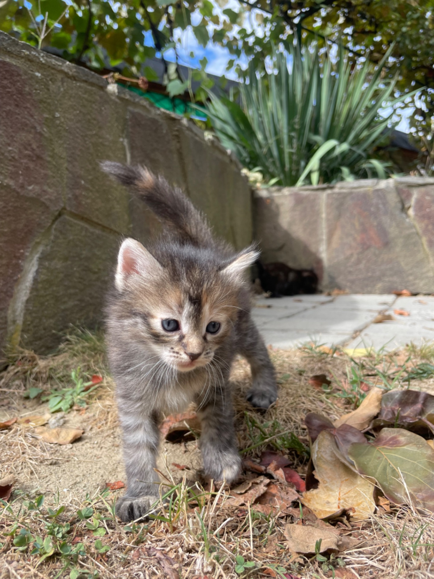 Кошеня