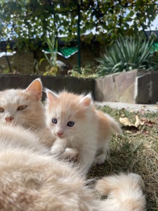 Кошеня