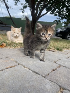 Кошеня