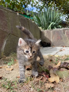 Кошеня