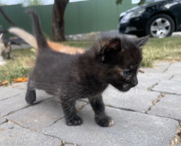 Кошеня