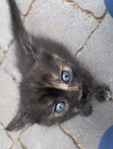Кошеня