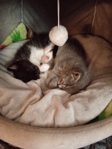 Кошенята