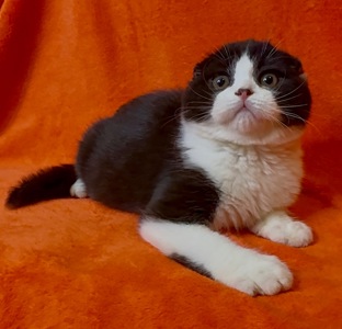 Неймовірне Шотландське кошеня, хлопчик