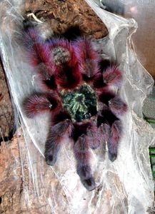 Самка взрослая Паук-птицеед Caribena versicolor (Avicularia versicolor), древесный вид для новичков