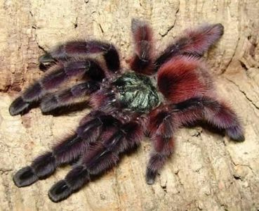 Самка взрослая Паук-птицеед Caribena versicolor (Avicularia versicolor), древесный вид для новичков