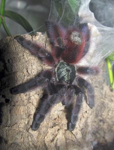 Самка взрослая Паук-птицеед Caribena versicolor (Avicularia versicolor), древесный вид для новичков