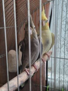 Вінниця.Віддам папуг корелл безкоштовно