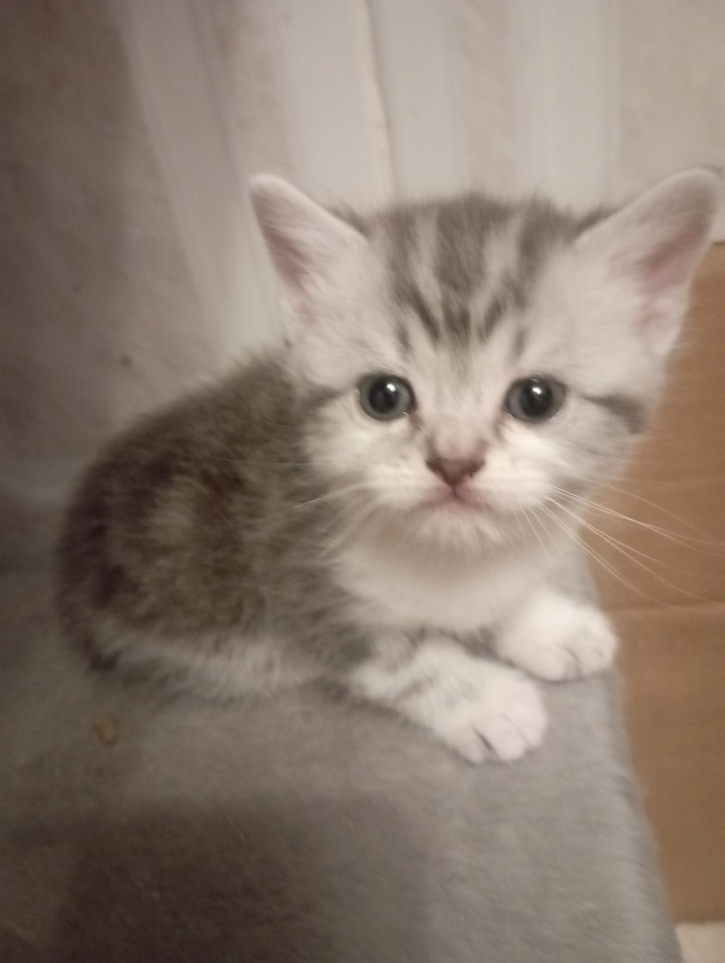 Милі шотландські мраморні Кошенята