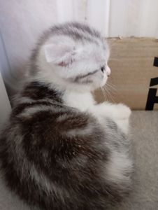 Милі шотландські мраморні Кошенята