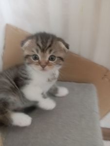 Милі шотландські мраморні Кошенята