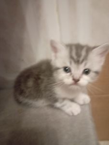 Милі шотландські мраморні Кошенята