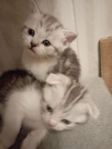 Милі шотландські мраморні Кошенята