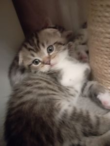 Милі шотландські мраморні Кошенята
