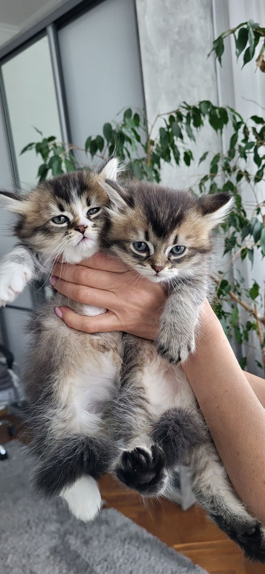 Кошенята від золотої шиншили