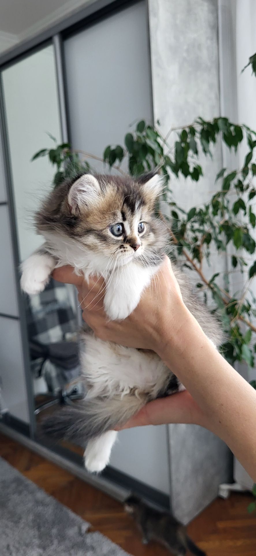 Кошенята від золотої шиншили