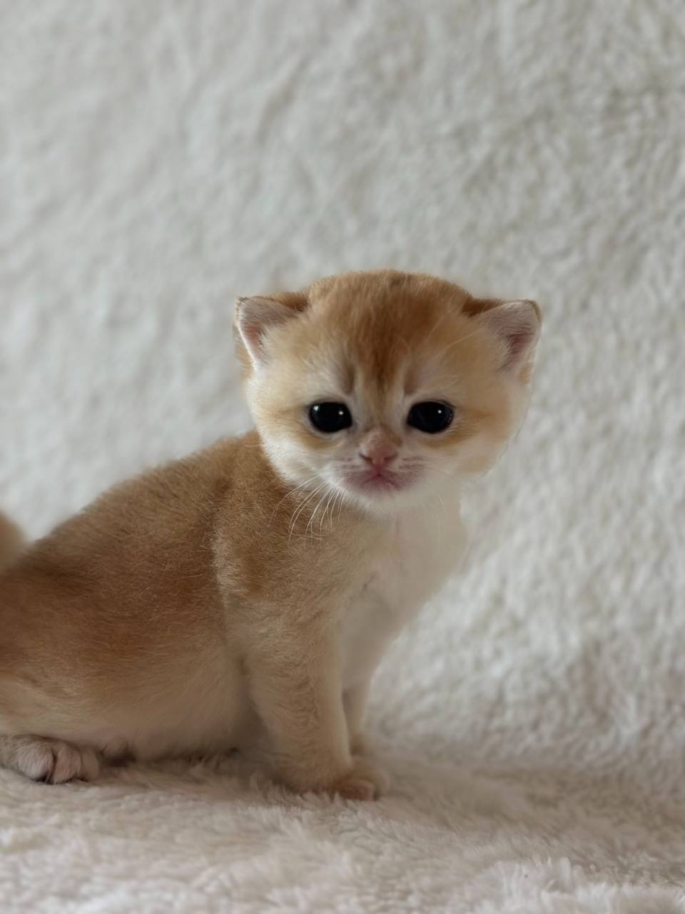 Плюшевое счастье! Чистокровный шотландский прямоухий котенок (Скоттиш-страйт) 🐾