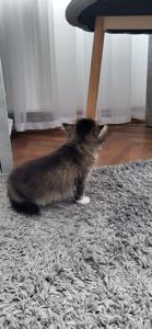 Кошенята від золотої шиншили