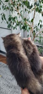 Кошенята від золотої шиншили