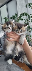 Кошенята від золотої шиншили