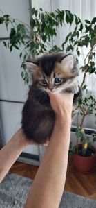 Кошенята від золотої шиншили