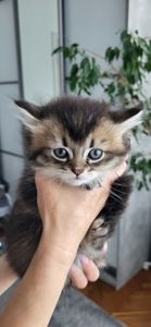 Кошенята від золотої шиншили