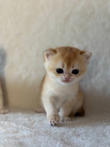 Плюшевое счастье! Чистокровный шотландский прямоухий котенок (Скоттиш-страйт) 🐾