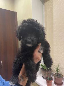 Цуценята мальтіпу