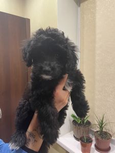 Цуценята мальтіпу