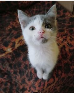 Кошеня