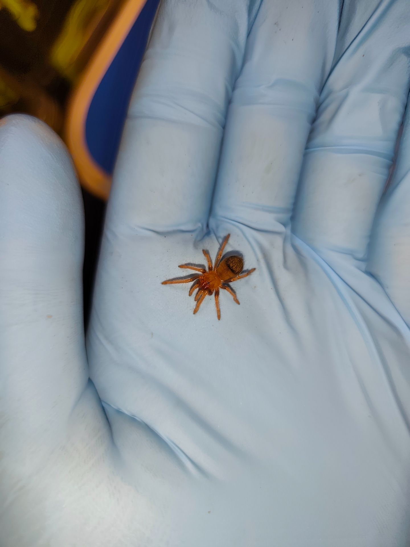Паук-птицеед, птахоїд, Brachypelma boehmei L2-3 + Стартовый комплект (контейнер, грунт, корм)