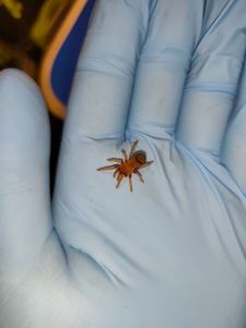 Паук-птицеед, птахоїд, Brachypelma boehmei L2-3 + Стартовый комплект (контейнер, грунт, корм)