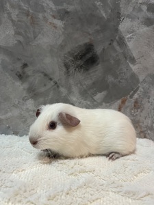 Гімалайський хлопчик