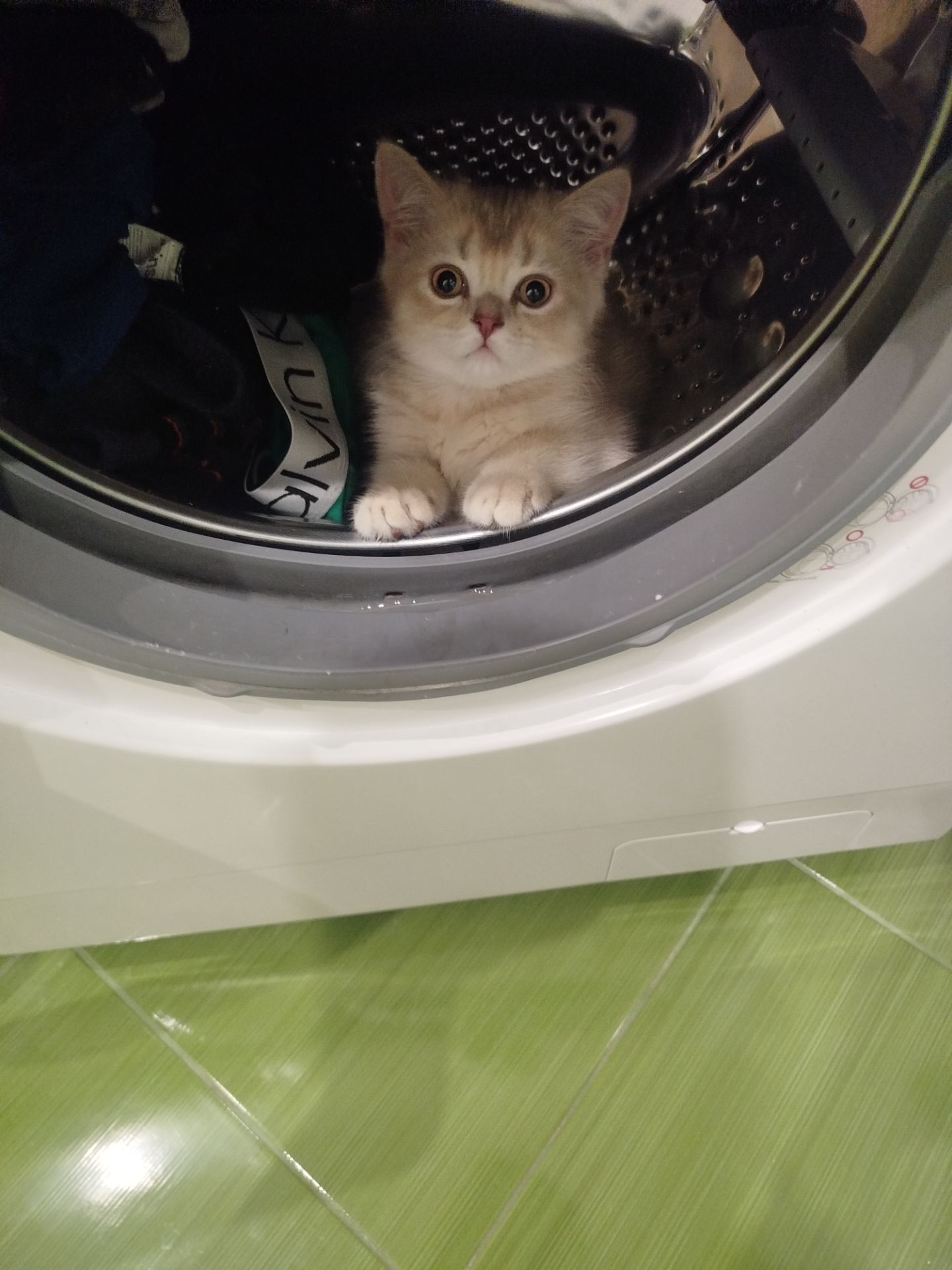 Котенок Скотиш страйт